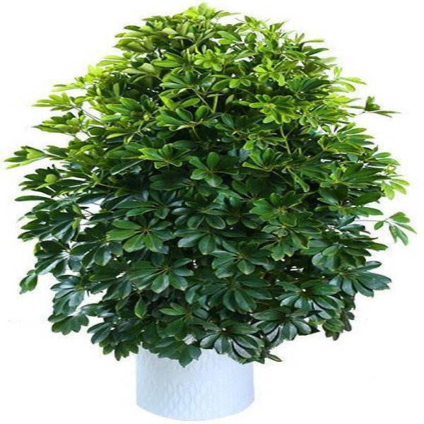鴨掌木